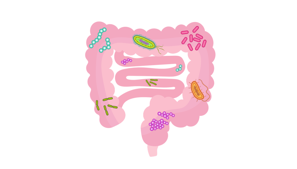 Graphic in pink of the human small and large intestine overlaid with graphics of larger-than-life microbes.
