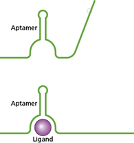 Figure 4.14 from Bacterial Genetics and Genomics. In the top panel, an Aptamer is depicted as a bent green line. In the bottom panel, the Aptamer has bound a target and changed conformation; the green line has changed in shape around a purple sphere representing a Ligand. 