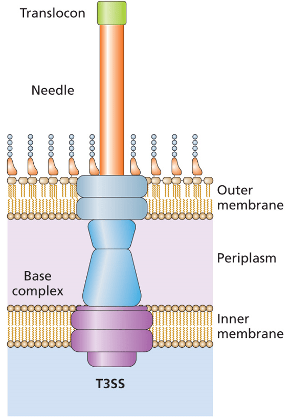 Example schematic of the bacterial Type 3 Secretion System.
