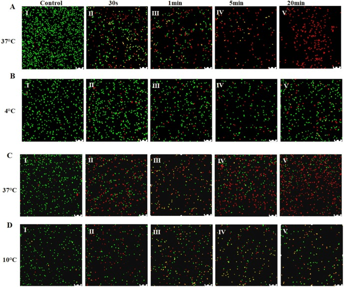 Figure showing live bacteria in green and dead in red. Over time the 37C bacteria are killed by AEW and the 4C bacteria are not.
