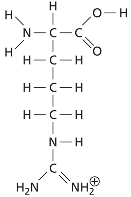Structure of arginine.
