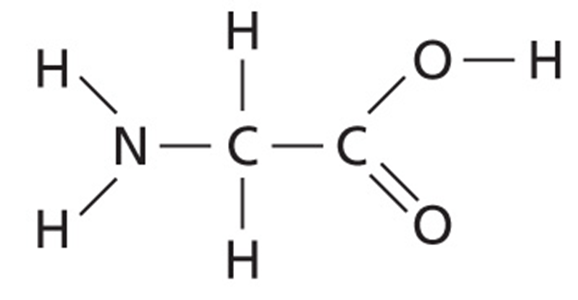 Structure of glycine.