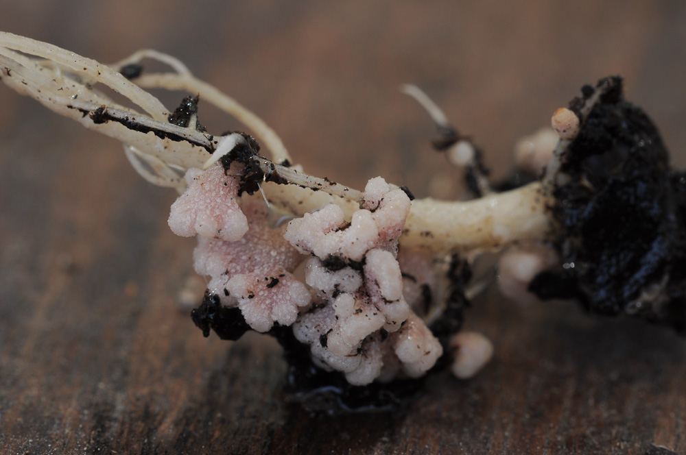 Photograph of root nodules formed due to the bacteria S. meliloti.