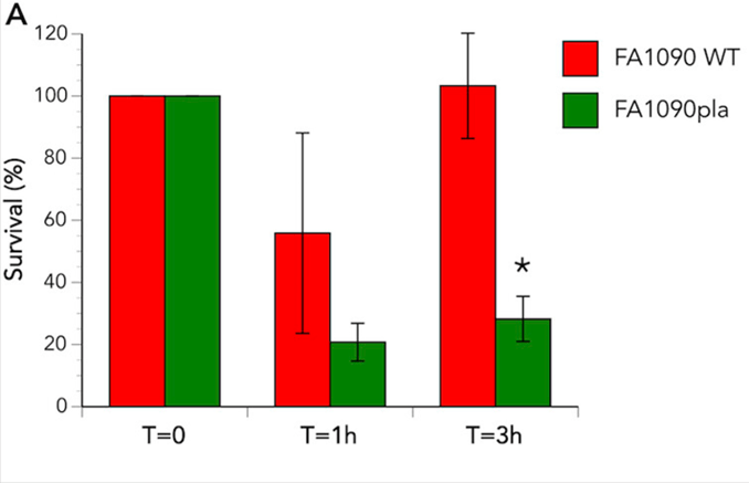 This bar graph shows the survival of bacteria within human neutrophils over time. 